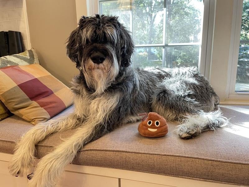 Cilifer®Funny Talking Poop Plush Toy – Makes Fart Sounds!