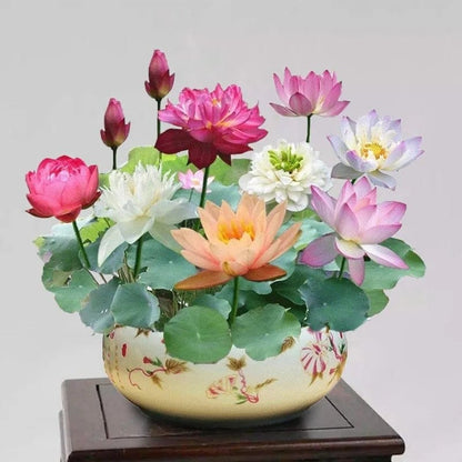 Cilifer®The Sacred Bonsai Bowl Lotus Flower Seeds