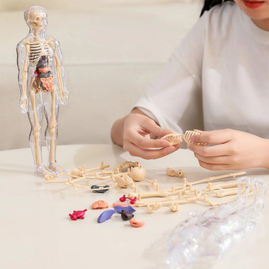 Cilifer®🏆Flash Sale⚡Human Body Model for Kids - STEM Anatomy Toy with Removable Organs