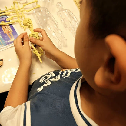 Cilifer®🏆Flash Sale⚡Human Body Model for Kids - STEM Anatomy Toy with Removable Organs