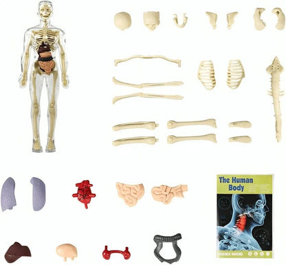 Cilifer®🏆Flash Sale⚡Human Body Model for Kids - STEM Anatomy Toy with Removable Organs
