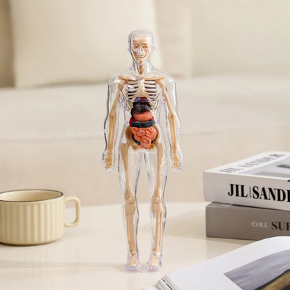 Cilifer®🏆Flash Sale⚡Human Body Model for Kids - STEM Anatomy Toy with Removable Organs