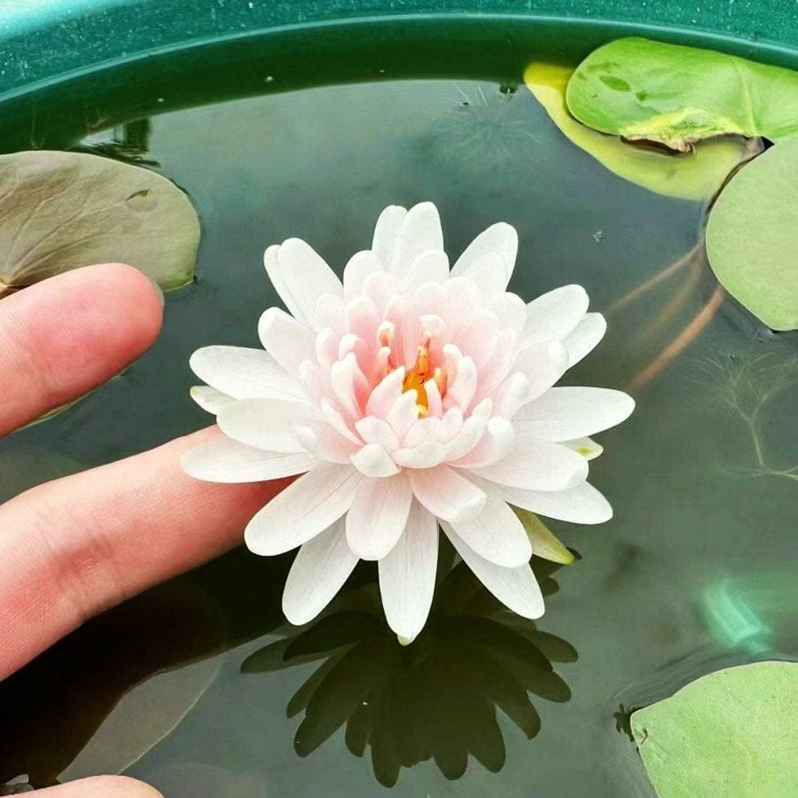 Cilifer®The Sacred Bonsai Bowl Lotus Flower Seeds