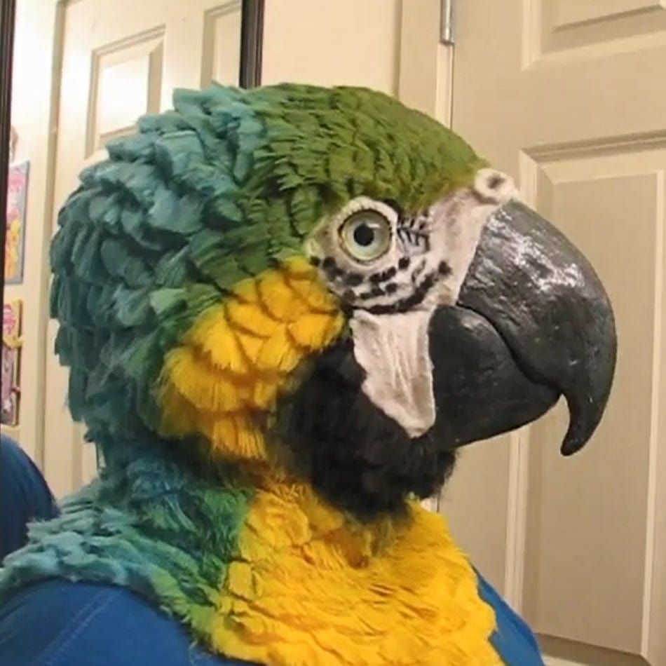 Parrot