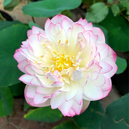 Cilifer®The Sacred Bonsai Bowl Lotus Flower Seeds