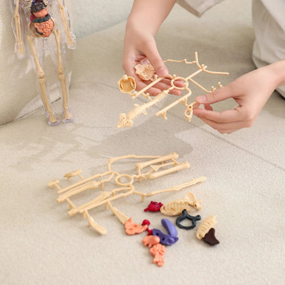 Cilifer®🏆Flash Sale⚡Human Body Model for Kids - STEM Anatomy Toy with Removable Organs