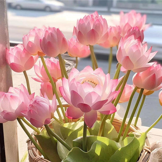 Cilifer®The Sacred Bonsai Bowl Lotus Flower Seeds